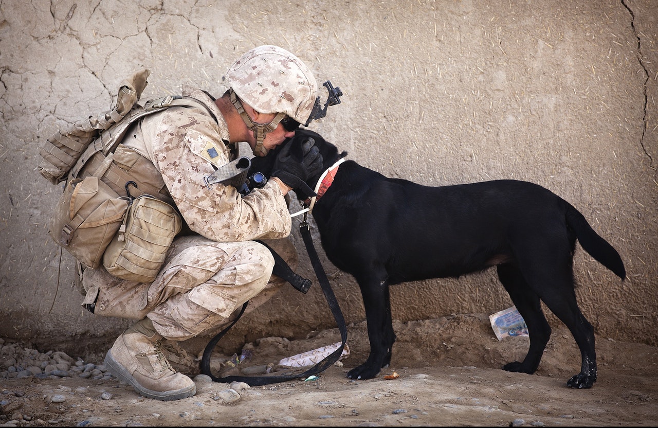 Military Personnel And His Dog